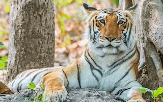 Jim Corbett National Park Travel Guide | Best Zones, Safari Booking & Itinerary