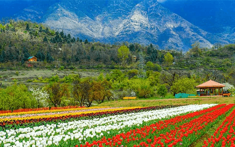 The Ultimate Kashmir Travel Guide | Srinagar, Gulmarg & Sonmarg