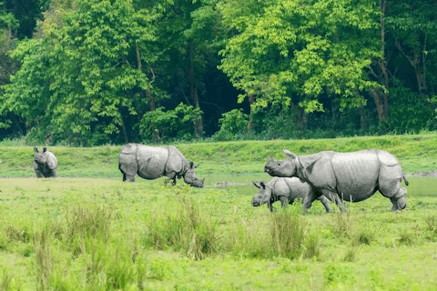 Kaziranga National Park Travel Guide | Tiger & Rhino Safari in Assam